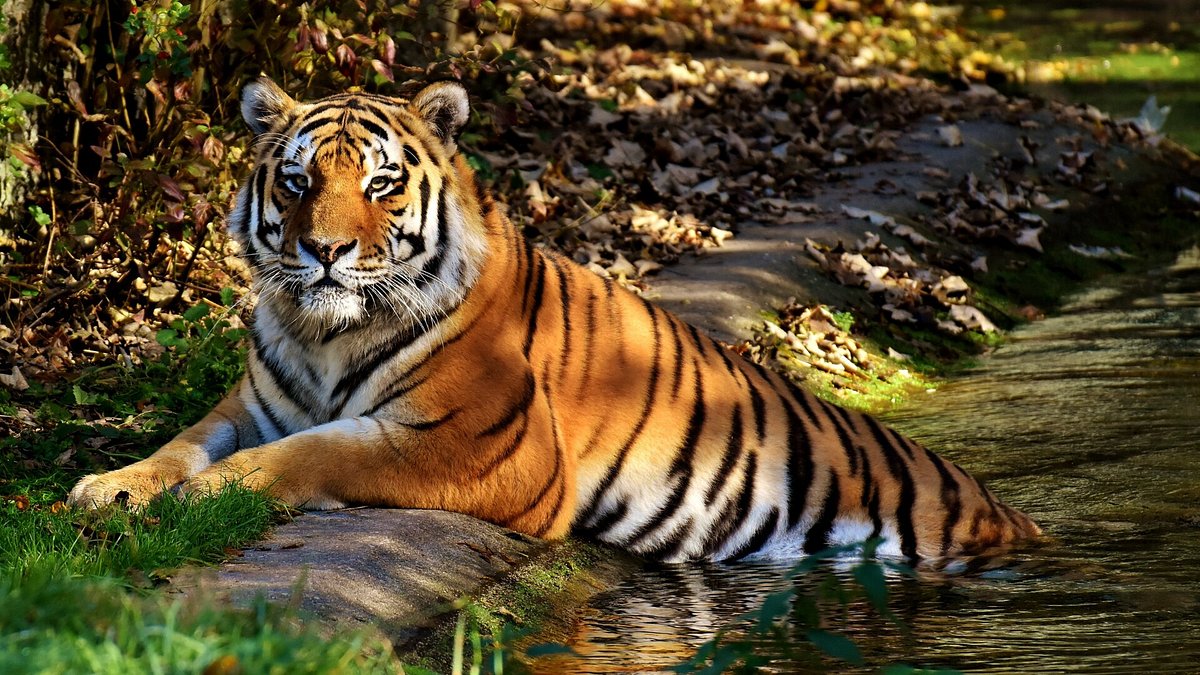 Jungle Safari