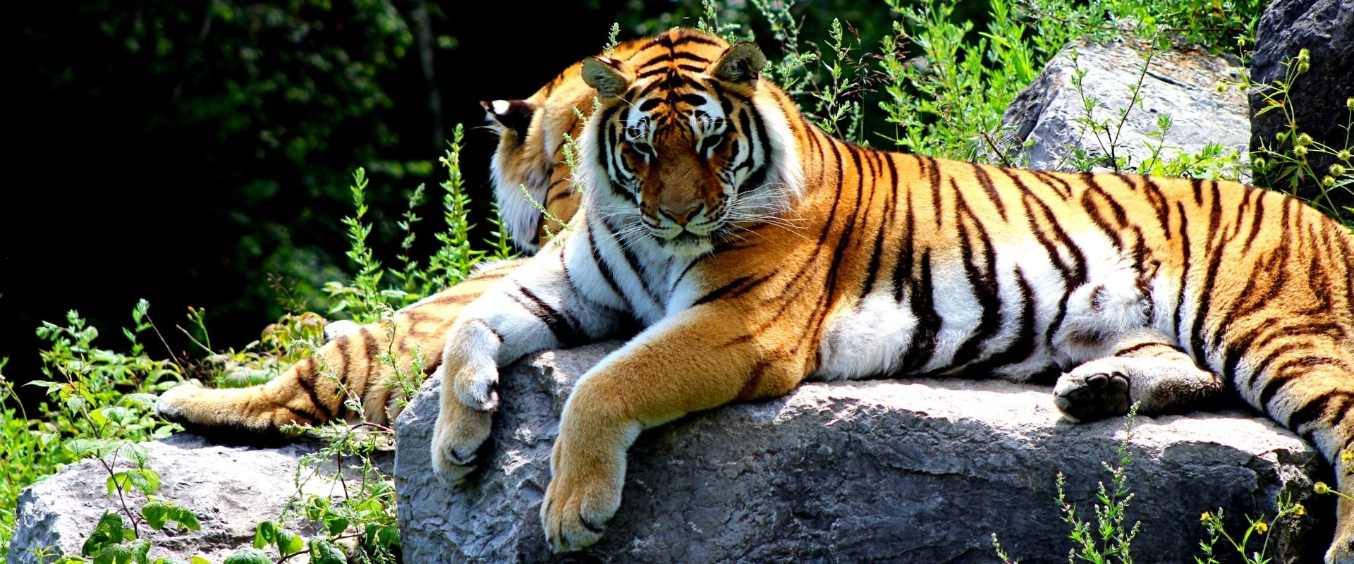 Wildlife
