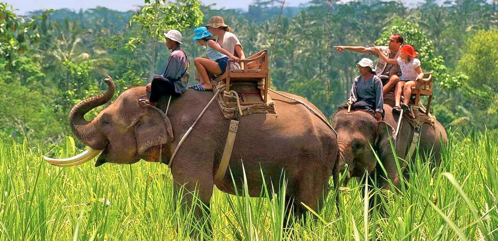 Safari
